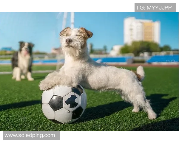 各大足球明星宠爱哪些狗狗揭秘他们背后的球场伴侣